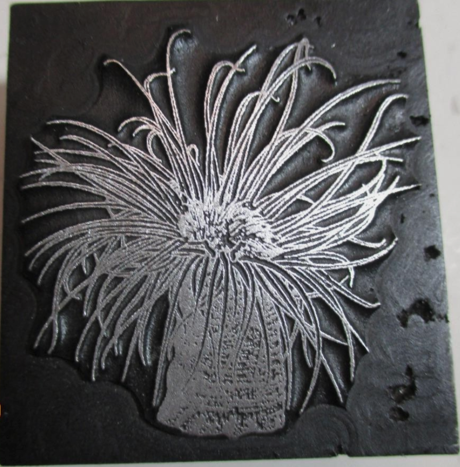 photo of letterpress block described as 'Sea anemone' 